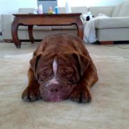 Renascence Bulldogge Charger Rip Sov godt skat.