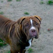Renascence Bulldogge Charger Rip Sov godt skat.