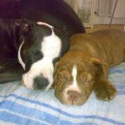 Renascence Bulldogge Charger Rip Sov godt skat.