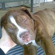 Renascence Bulldogge Charger Rip Sov godt skat.