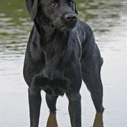 Labrador retriever Anton