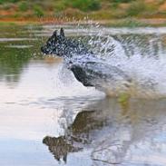 Labrador retriever Anton