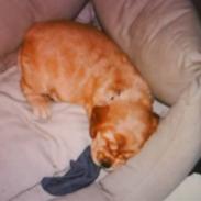 Cocker spaniel gizmo<3