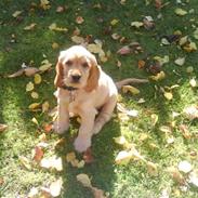 Cocker spaniel gizmo<3