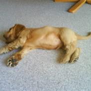 Cocker spaniel gizmo<3