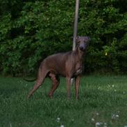 Italiensk mynde Luciano