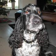 Cocker spaniel Sniffer(Ralph) Kennel barley