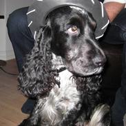 Cocker spaniel Sniffer(Ralph) Kennel barley