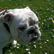 Engelsk bulldog Bobbie