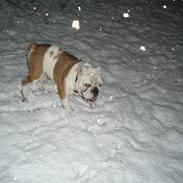 Engelsk bulldog Bobbie