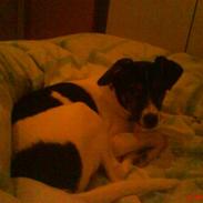 Dansk svensk gaardhund lucky