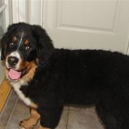 Berner sennenhund Bonzo