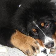 Berner sennenhund Bonzo