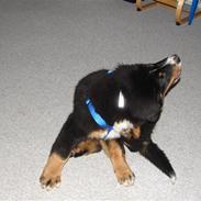 Berner sennenhund Bonzo