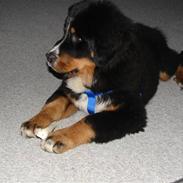 Berner sennenhund Bonzo