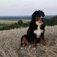 Berner sennenhund Lenesberner Holly<3