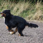 Berner sennenhund Lenesberner Holly<3