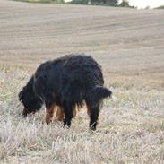 Berner sennenhund Lenesberner Holly<3