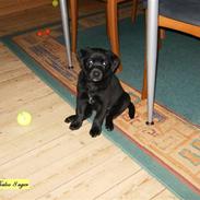 Blanding af racer Baloo