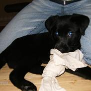 Blanding af racer Baloo