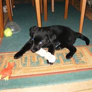 Blanding af racer Baloo