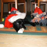 Blanding af racer Baloo