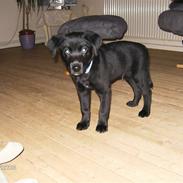 Blanding af racer Baloo