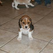 Beagle caroline