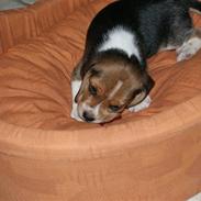 Beagle caroline
