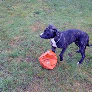 Blanding af racer Chika