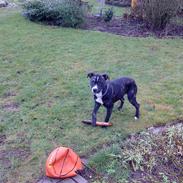 Blanding af racer Chika