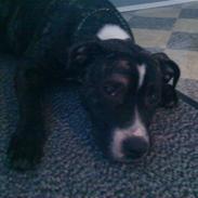 Blanding af racer Chika