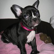 Fransk bulldog Molly
