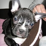Fransk bulldog Molly