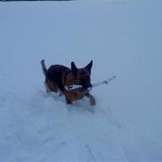 Schæferhund Kiwi R.I.P