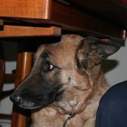 Schæferhund Kiwi R.I.P