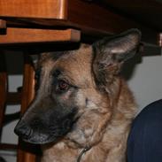 Schæferhund Kiwi R.I.P