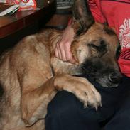 Schæferhund Kiwi R.I.P