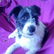 Blanding af racer Tøzzen