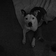 Amerikansk staffordshire terrier Leika