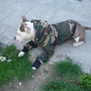 Amerikansk staffordshire terrier Leika