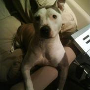 Amerikansk staffordshire terrier Leika