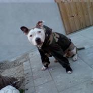 Amerikansk staffordshire terrier Leika