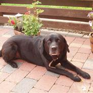 Labrador retriever Mickey <'3 -RIP