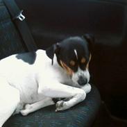 Dansk svensk gaardhund futte<3