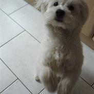 Coton de tulear Eigil