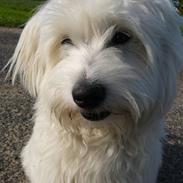 Coton de tulear Eigil