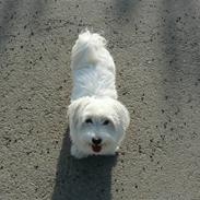 Coton de tulear Eigil