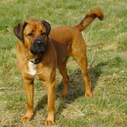 Blanding af racer Pumba  R.I.P 