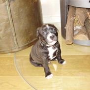Staffordshire bull terrier Basse